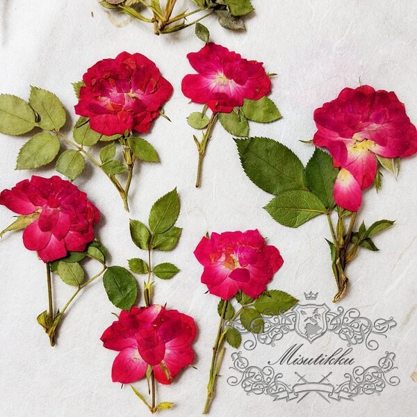 6 PCS Set (5-8CM) Pressed Red Rose Flower Stems, Real Pressed Dried Rose Flowers, Preserved Flat Rose Flowers, Rose Buds Dried Rose Flower