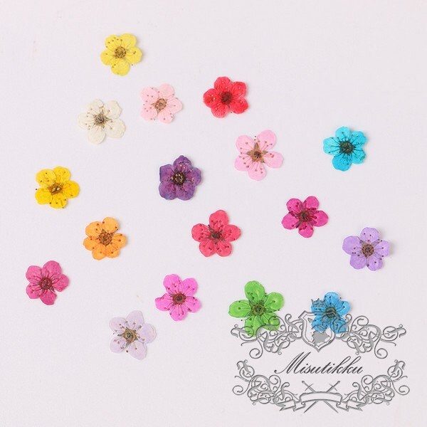 20 PCS Set (0.5-0.8CM) Pressed Tiny Flower Bridal Wreath, Mixed Small Nail Dried Flower, Preserved Dry Flat Flowers, Dried Flower For Nails