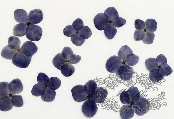 20 PCS/Set (2-3CM) Pressed Hydrangea Flowers, Natural Dried Pressed Flower, Dried Real Hydrangea Flowers, Preserved Flat Hydrangea Flowers