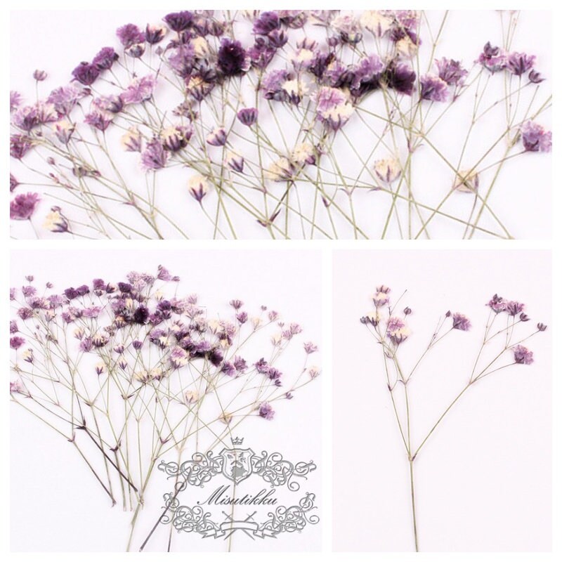 20 PCS/Set (4-6CM) Pressed Flower Baby’s Breath, Pressed Purple Flower Stems, Dried Real Gypsophila Flowers, Preserved Dry Flat Babys Breath