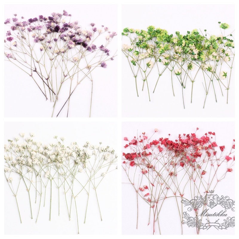 20 PCS Set (4-6CM) Pressed Baby's Breath Flowers Bulk, Real Pressed Dried Flowers, Dry Gypsophila Flowers, Preserved Flat Flower Stems