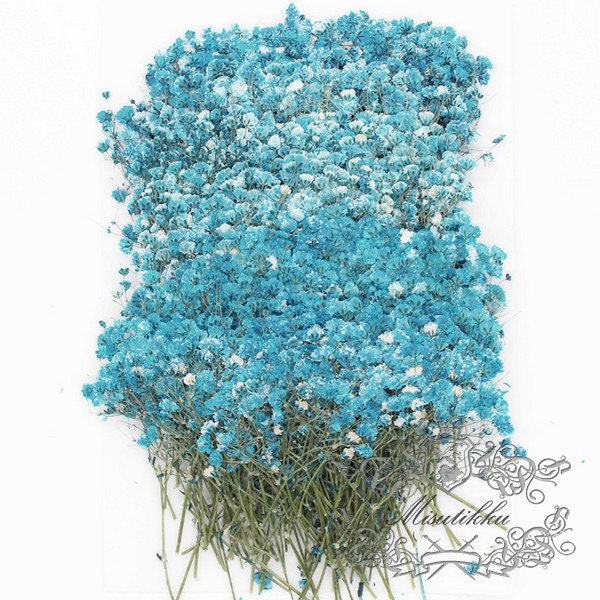 20 PCS/Pack (4-6CM) Pressed Blue Baby's Breath Flowers, Pressed Flower Pack, Dry Gypsophila Flowers Bulk Preserved Dried Flat Flower Stems