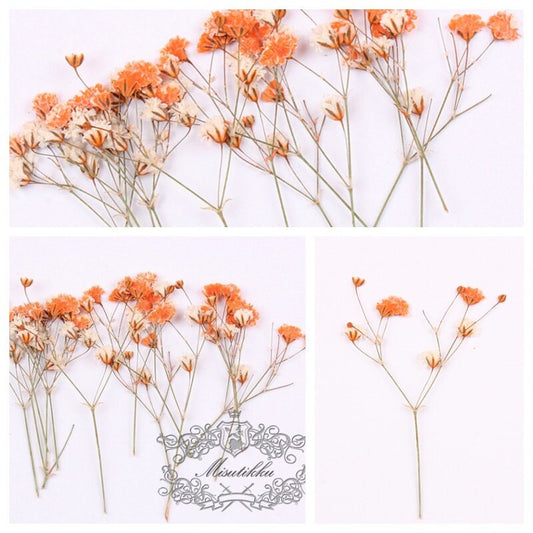 20 PCS Set (4-6CM) Pressed Dried Baby's Breath Flowers, Orange Flat Flower Stems, Pressed Orange Gypsophila Flowers, Preserved Real Flower