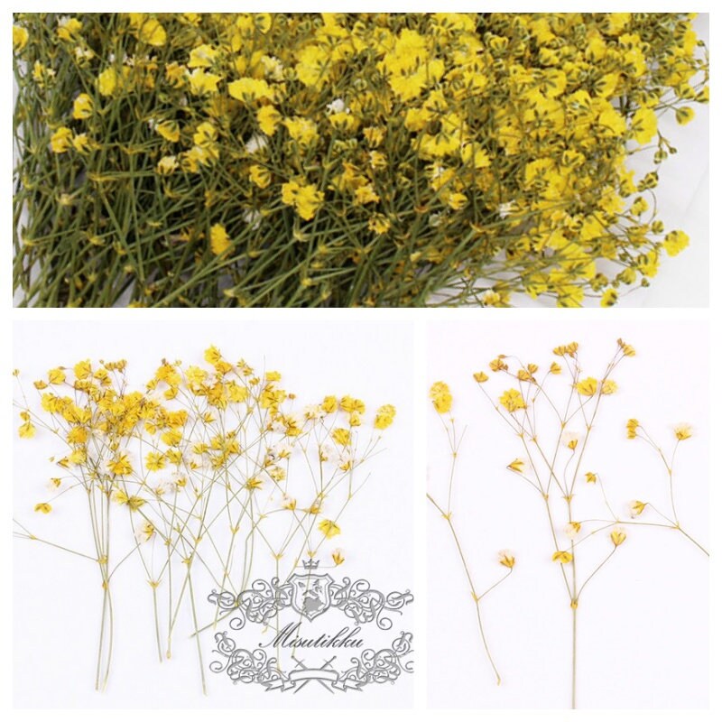 20 PCS Set (4-6CM) Dried Pressed Yellow Baby's Breath Flowers, Pressed Yellow Flower Stems, Flat Gypsophila Flowers, Preserved Dried Flower