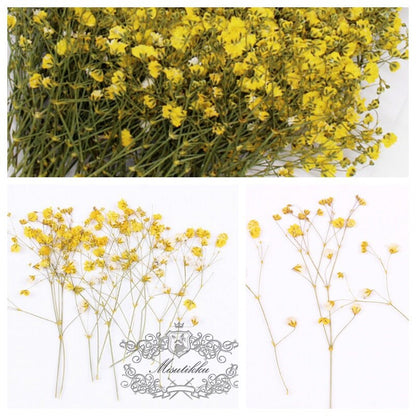 20 PCS Set (4-6CM) Dried Pressed Yellow Baby's Breath Flowers, Pressed Yellow Flower Stems, Flat Gypsophila Flowers, Preserved Dried Flower