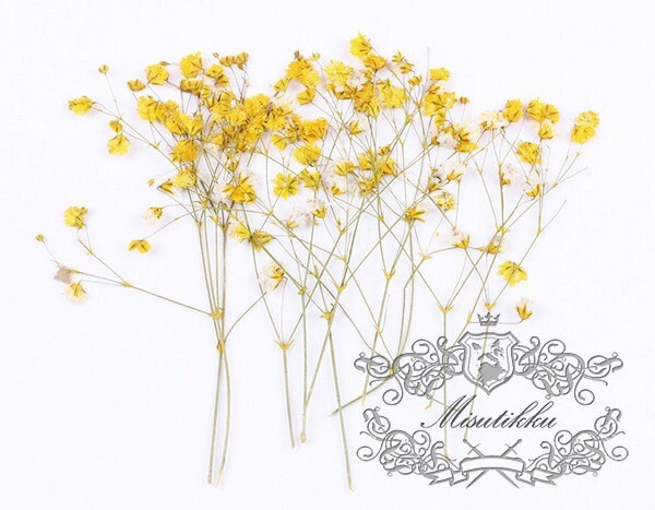 20 PCS Set (4-6CM) Dried Pressed Yellow Baby's Breath Flowers, Pressed Yellow Flower Stems, Flat Gypsophila Flowers, Preserved Dried Flower