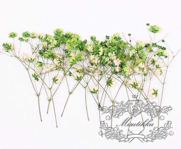 20 PCS Set (4-6CM) Pressed Green Baby's Breath Dried Flowers, Dry Flower Stems, Pressed Real Gypsophila Flowers, Preserved Flat Flower