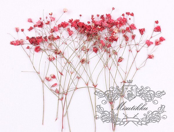 20 PCS Set (2 Sizes) Pressed Flower Red Baby's Breath, Dried Flower Stems, Pressed Flat Red Gypsophila Flowers, Preserved Real dry Flowers