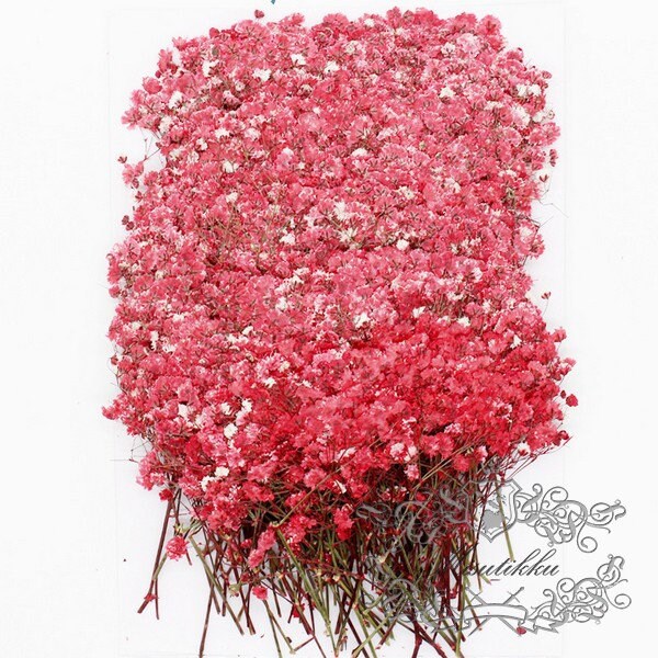 20 PCS Set (2 Sizes) Pressed Flower Red Baby's Breath, Dried Flower Stems, Pressed Flat Red Gypsophila Flowers, Preserved Real dry Flowers