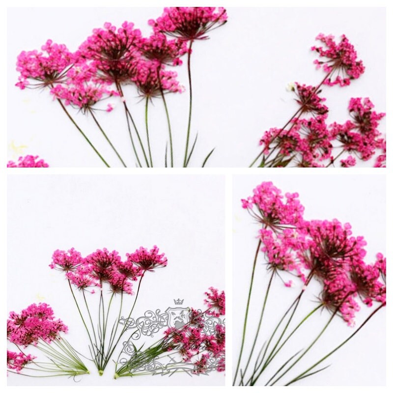 12 PCS Set (5-8CM) Dried Pressed Flower Queen Anne’s lace Stems, Real Dried Flower Stems, Preserved Hot Pink Queen Anne’s Lace Flat Flower