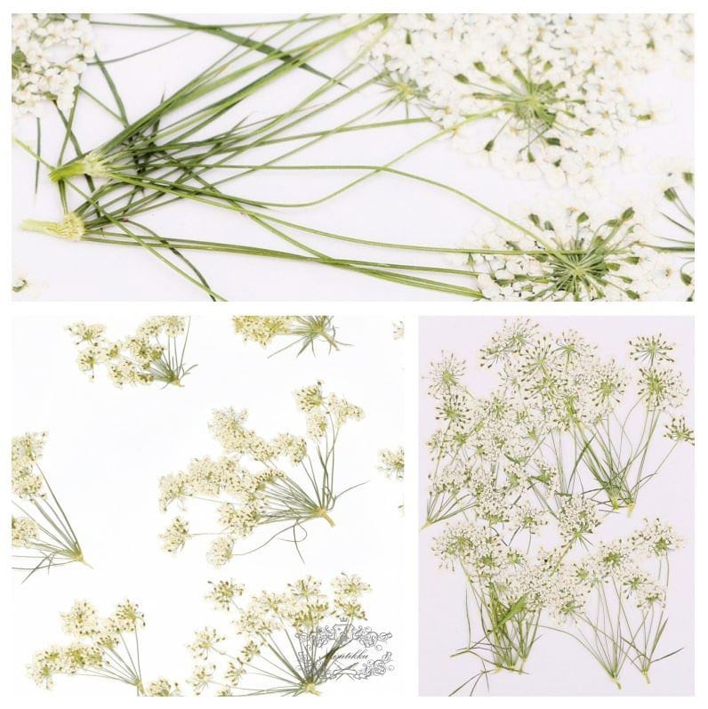 12 PCS Set (5-8CM) Real Pressed White Queen Anne’s lace Flower, Dried Pressed White Flower Stems, Preserved Queen Anne’s Lace Flower Flat