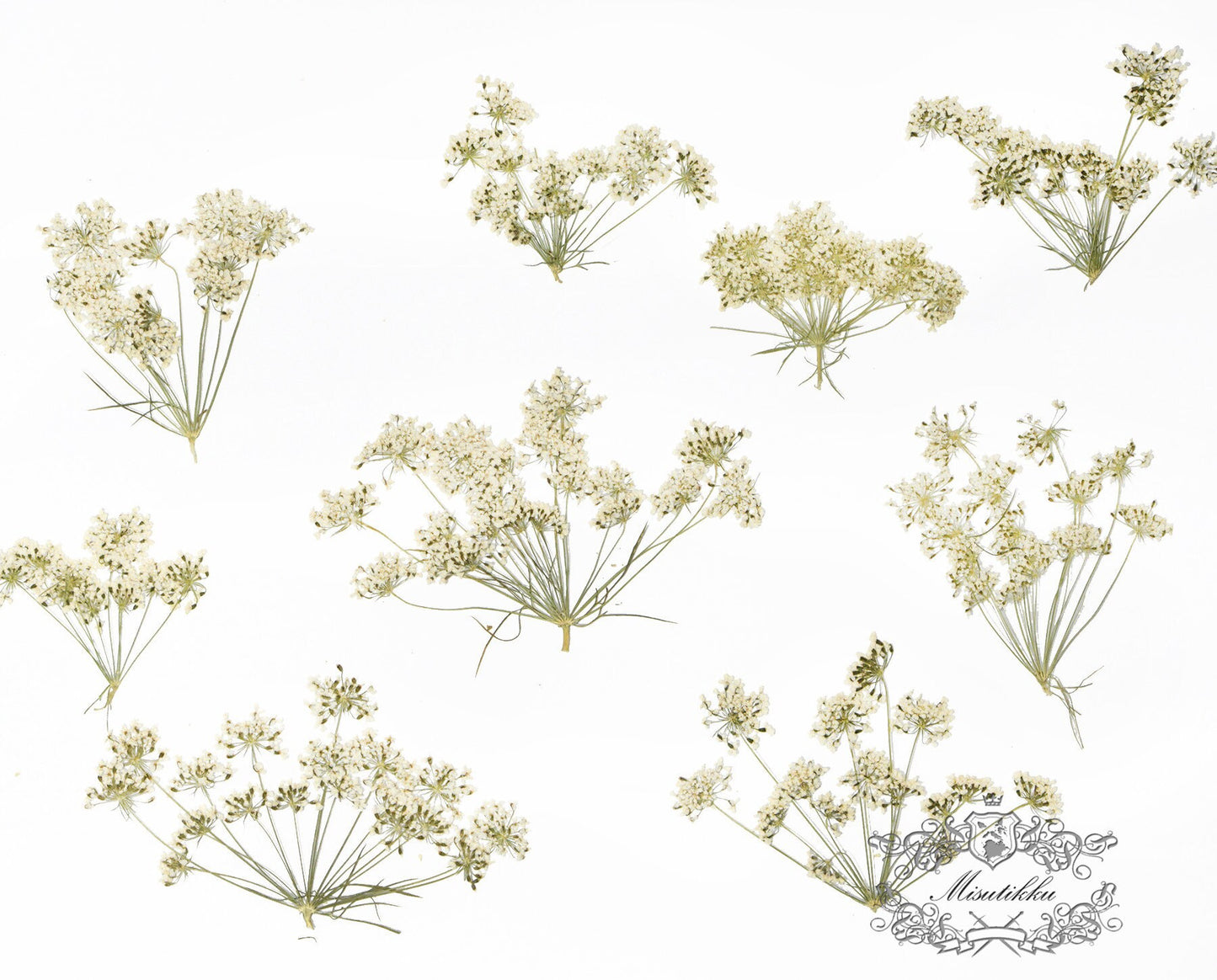 12 PCS Set (5-8CM) Real Pressed White Queen Anne’s lace Flower, Dried Pressed White Flower Stems, Preserved Queen Anne’s Lace Flower Flat