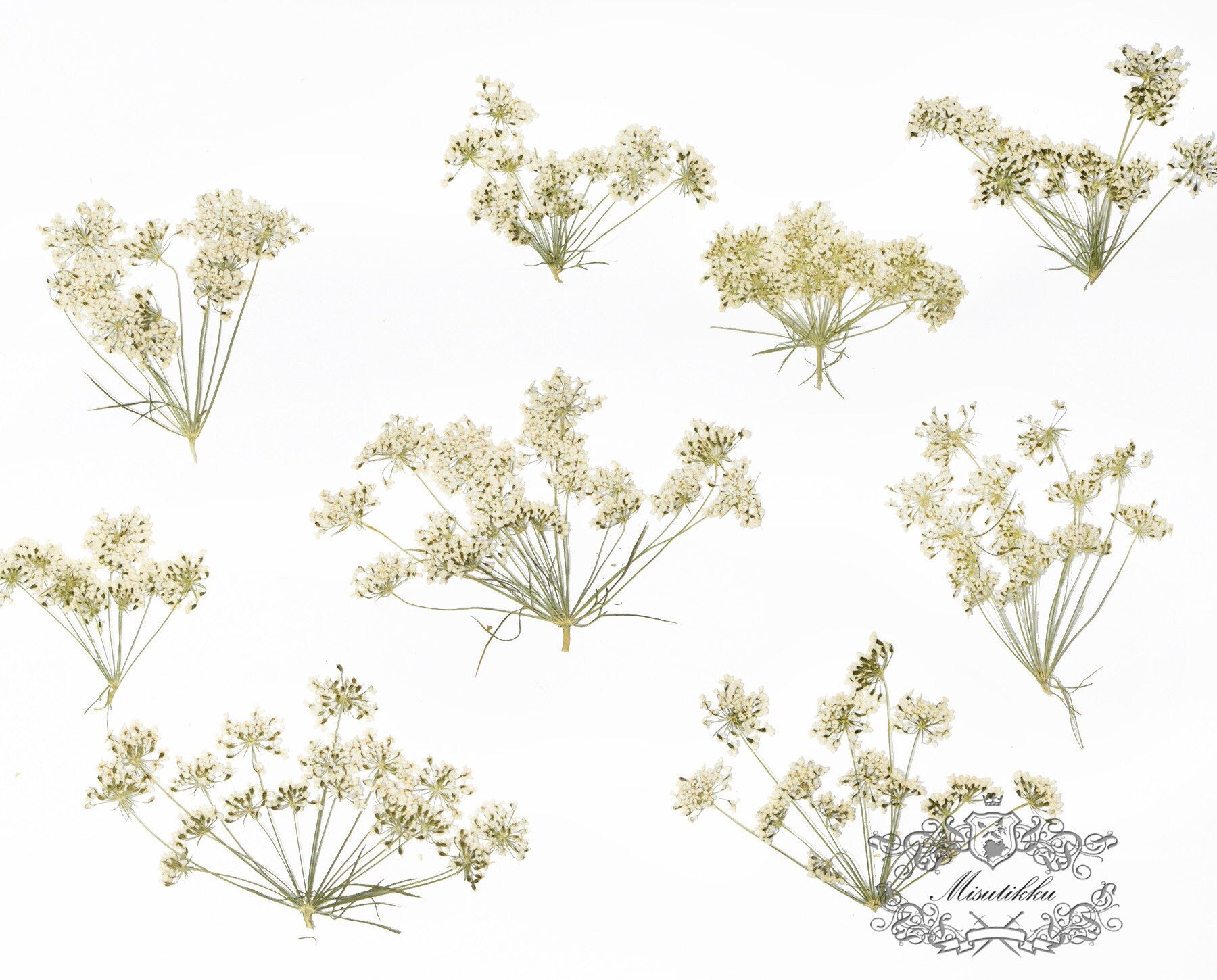 12 PCS Set (5-8CM) Real Pressed White Queen Anne’s lace Flower, Dried Pressed White Flower Stems, Preserved Queen Anne’s Lace Flower Flat