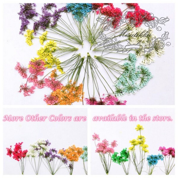 12 PCS Set (5-8CM) Dried Pressed Flower Queen Anne’s lace Stems, Real Dried Flower Stems, Preserved Hot Pink Queen Anne’s Lace Flat Flower