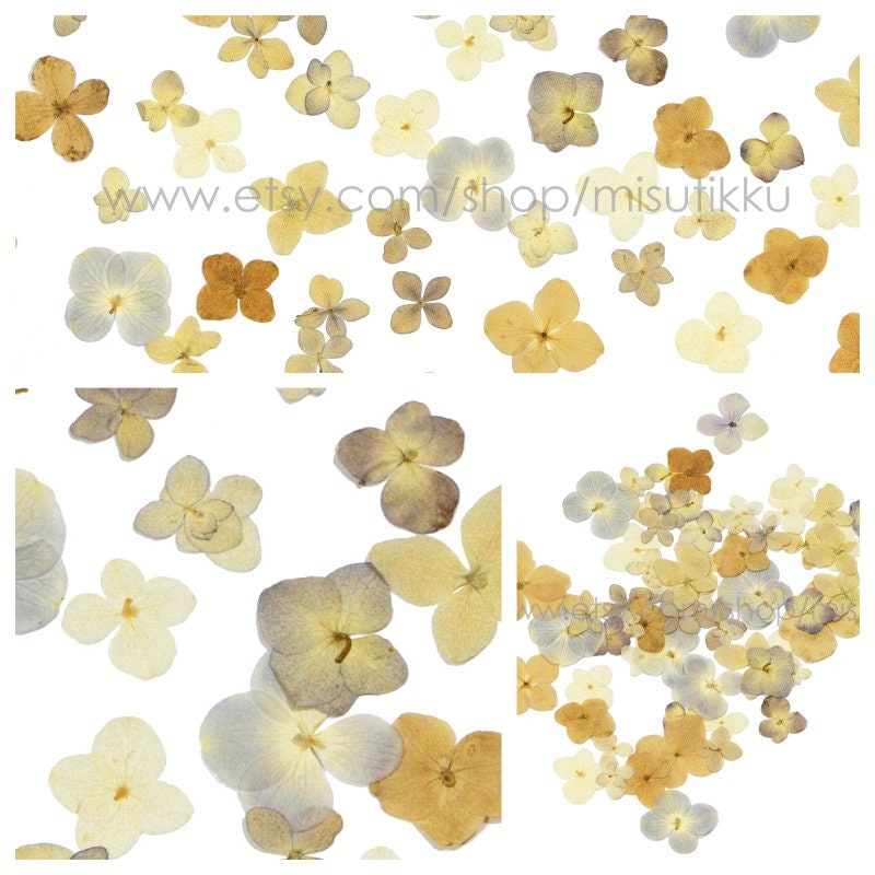 20 PCS Set (2-3CM) Mixed Hydrangea Pressed Flower, Real Natural Ivory Dried Flower, Pressed White Dried Flowers, Preserved Hydrangea Flower