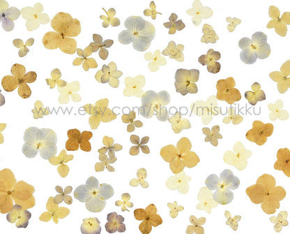 20 PCS Set (2-3CM) Mixed Hydrangea Pressed Flower, Real Natural Ivory Dried Flower, Pressed White Dried Flowers, Preserved Hydrangea Flower