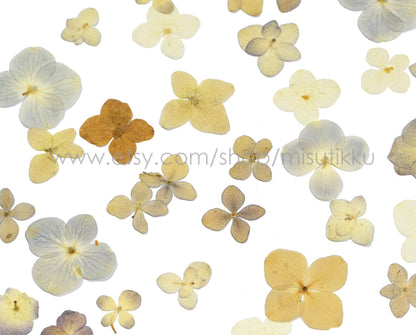 20 PCS Set (2-3CM) Mixed Hydrangea Pressed Flower, Real Natural Ivory Dried Flower, Pressed White Dried Flowers, Preserved Hydrangea Flower