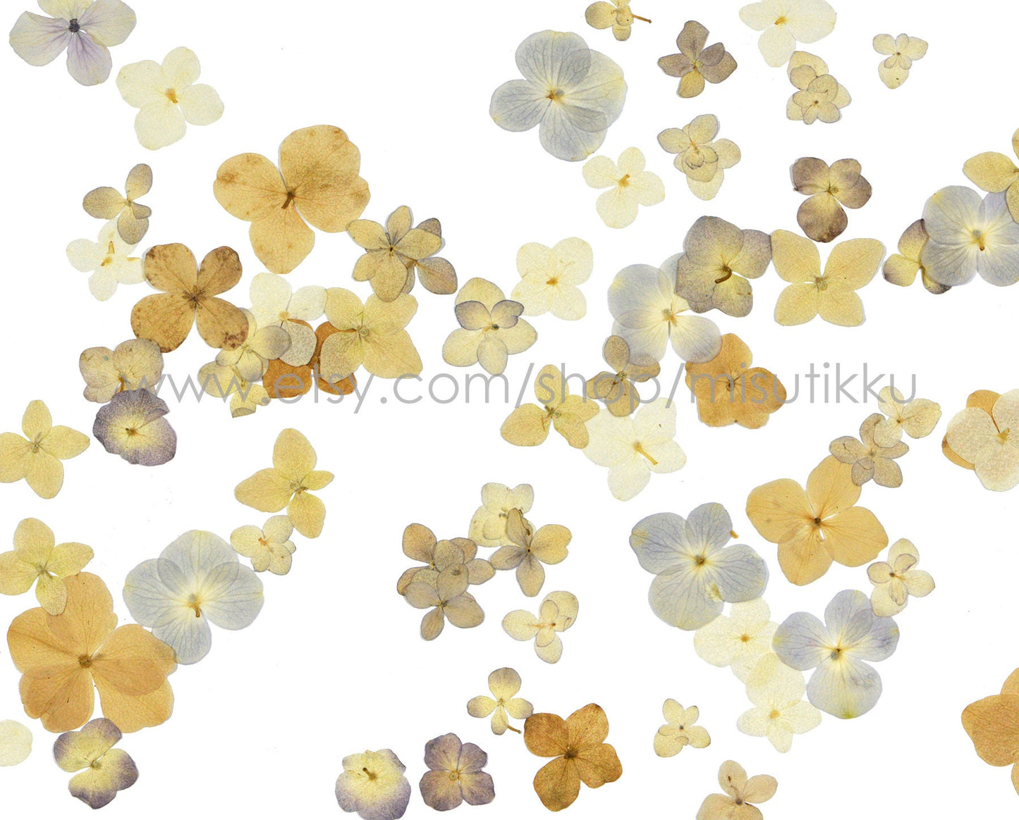 20 PCS Set (2-3CM) Mixed Hydrangea Pressed Flower, Real Natural Ivory Dried Flower, Pressed White Dried Flowers, Preserved Hydrangea Flower