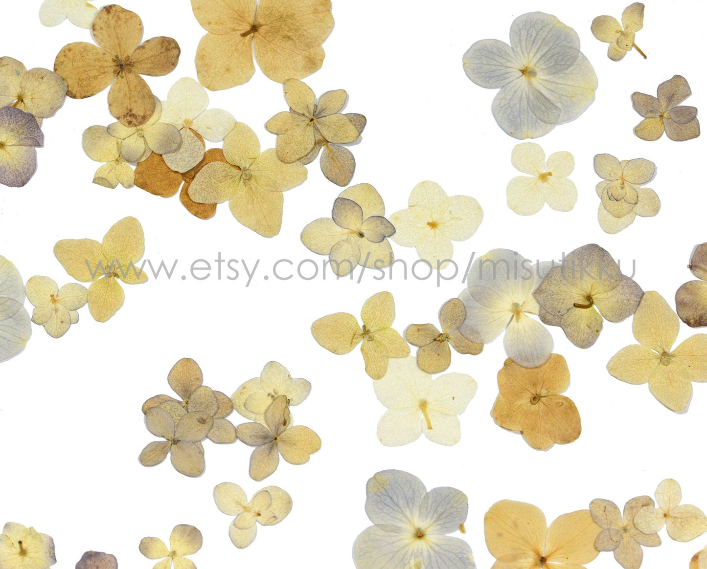 20 PCS Set (2-3CM) Mixed Hydrangea Pressed Flower, Real Natural Ivory Dried Flower, Pressed White Dried Flowers, Preserved Hydrangea Flower