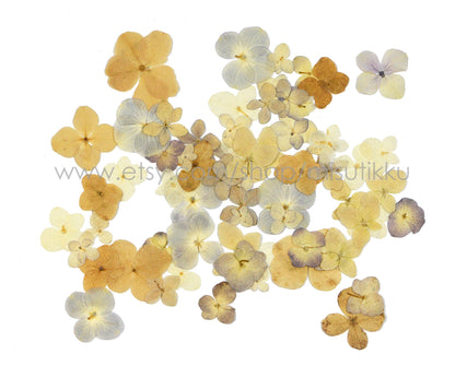 20 PCS Set (2-3CM) Mixed Hydrangea Pressed Flower, Real Natural Ivory Dried Flower, Pressed White Dried Flowers, Preserved Hydrangea Flower