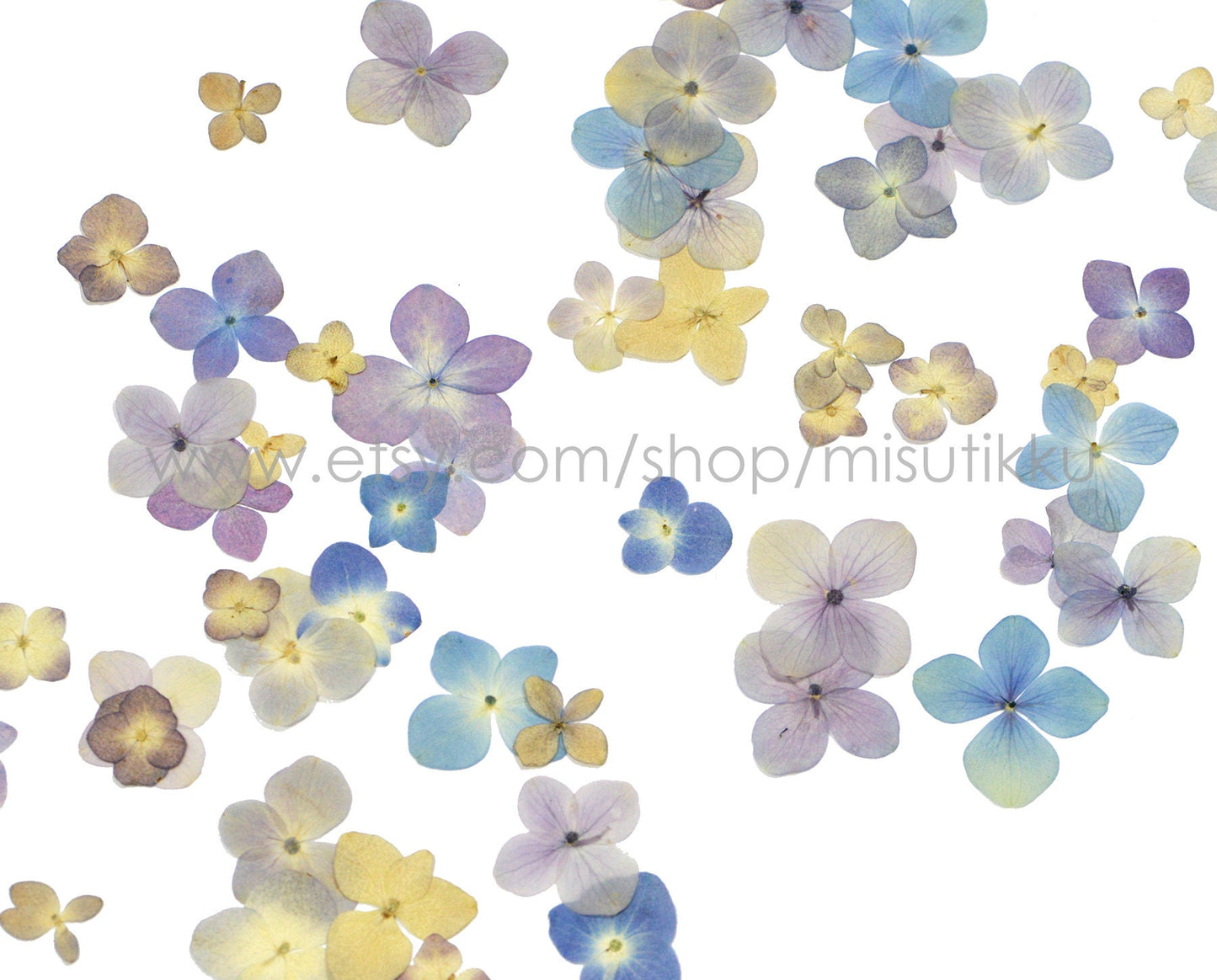 100 PCS Set (2-3CM) Mixed Pressed Hydrangea Flowers, Natural Color Dried Flowers, Hydrangea Dried Flowers, Preserved Real Hydrangea Flowers