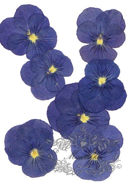 20 PCS Set (4-5CM) Pressed Flower Blue Pansy, Dried Viola Flowers, Pressed Viola Flower, Flat Dried Blue Viola Pansy, Real Preserved Pansies