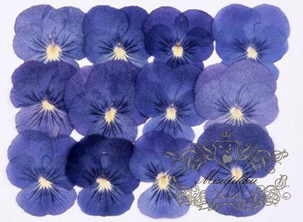 20 PCS Set (4-5CM) Pressed Flower Blue Pansy, Dried Viola Flowers, Pressed Viola Flower, Flat Dried Blue Viola Pansy, Real Preserved Pansies