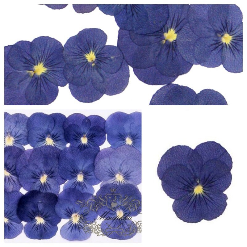 20 PCS Set (4-5CM) Pressed Flower Blue Pansy, Dried Viola Flowers, Pressed Viola Flower, Flat Dried Blue Viola Pansy, Real Preserved Pansies