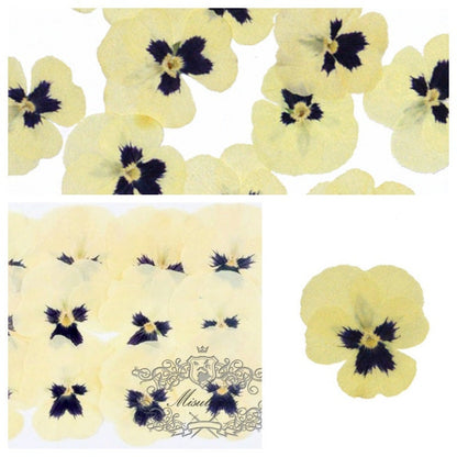 20 PCS Set (4-5CM) Pressed Flower Pansy, Ivory White Viola Dried Flower, Pressed Viola Pansies, Dried Flat Viola Pansy, Preserved Real Viola