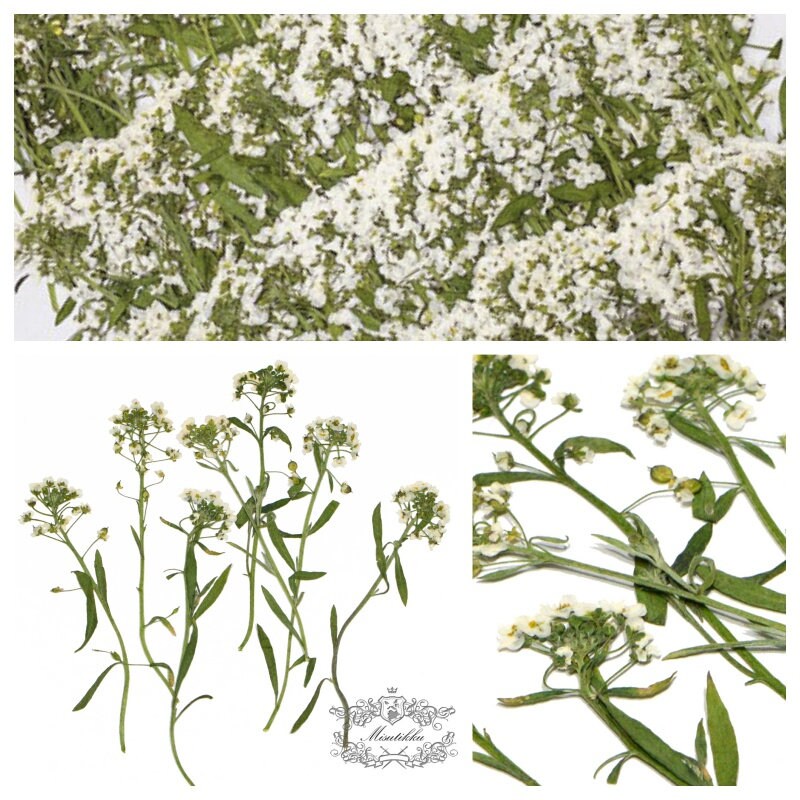 20 PCS (5-8CM) Pressed Dried Flower Alyssum, Dried Pressed Alyssum Flower, Real Ivory White Flower Stems, Flat Dried Alyssum Pressed Flowers