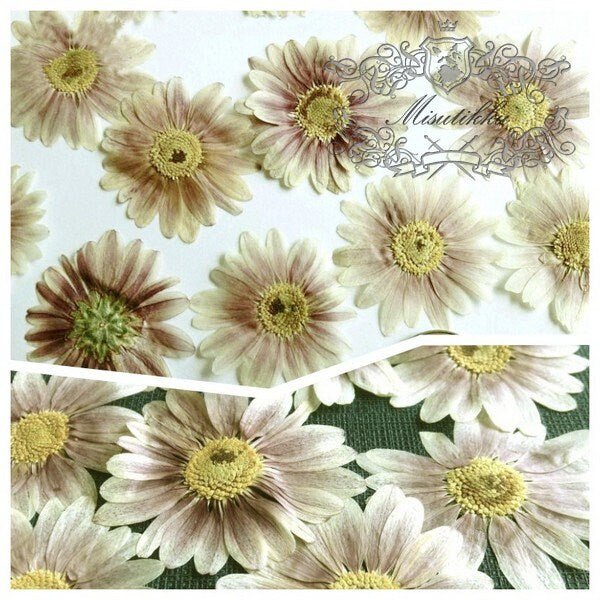 20 PCS Set (4-6CM) Dried Pressed Flowers, Large Persian Chrysanthemum Flowers, Real Natural Pressed Flat Flowers, Dried Preserved Flowers