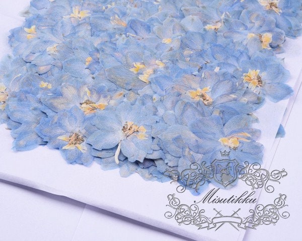 20 PCS Set (4-5CM) Pressed Larkspur Dried Flowers, Pressed Blue Larkspur Flowers, Large Real Pressed Flowers, Preserved Flat Dry Flowers