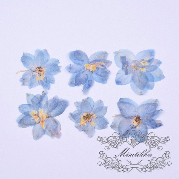 20 PCS Set (4-5CM) Pressed Larkspur Dried Flowers, Pressed Blue Larkspur Flowers, Large Real Pressed Flowers, Preserved Flat Dry Flowers