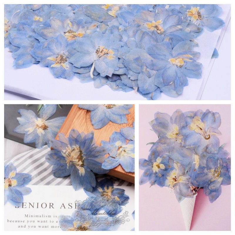 20 PCS Set (4-5CM) Pressed Larkspur Dried Flowers, Pressed Blue Larkspur Flowers, Large Real Pressed Flowers, Preserved Flat Dry Flowers