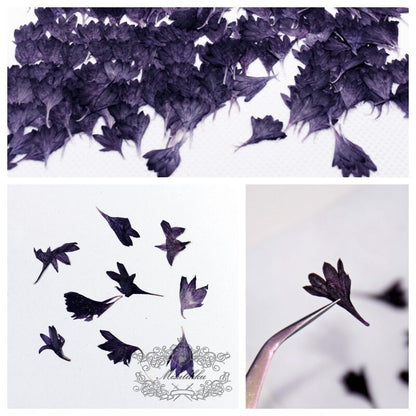 20 PCS Set (0.8-1.5CM) Tiny Pressed flowers, Pressed Black Flower, Dried Real Corn Flower, Preserved Dry Nail Flowers, Flat Small Flowers