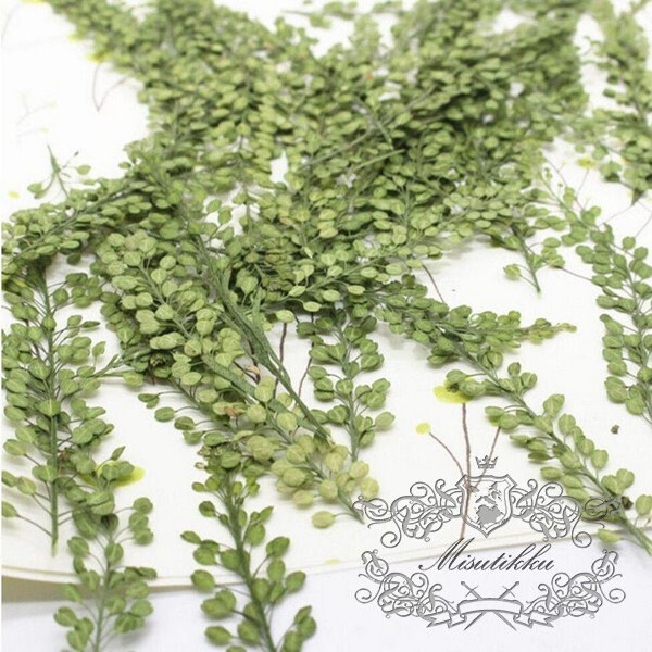 20 PCS Set (4-8CM) Pressed Dried Leaves, Pressed Greenery Dried Fern, Pressed Flower, Preserved Dry Flat Leaves, Dried Real Foliage Leaves