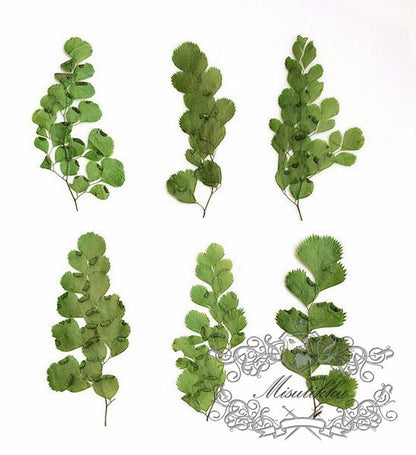 12 PCS Set (4-7CM) Pressed Green Leaves, Pressed Real Flat Leaves, Pressed Dried Fern, Pressed Dried Flower Leaf, Preserved Greenery Foliage