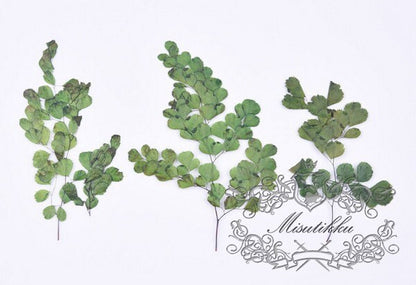 12 PCS Set (5-8CM) Pressed Leaves, Real Dried Green Leaves, Flat Dried Leaves, Preserved Fern, Dried Greenery Foliage, Pressed Flower Leaves