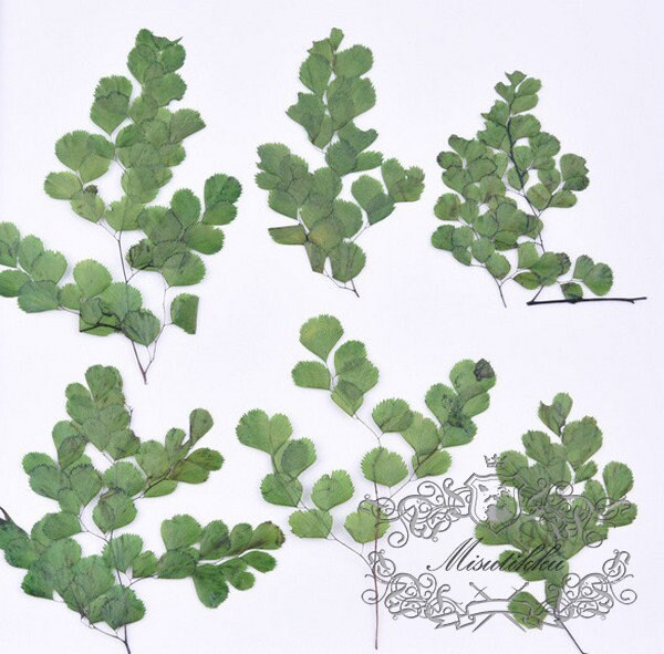 12 PCS Set (5-8CM) Pressed Leaves, Real Dried Green Leaves, Flat Dried Leaves, Preserved Fern, Dried Greenery Foliage, Pressed Flower Leaves