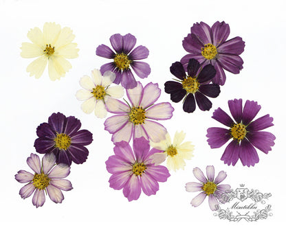 12 PCS Set (4-15CM) Mixed Pressed Cosmos, Dried Cosmos Pressed Flowers, Real Dried Pressed Flowers, Preserved Large Purple Dried Flowers