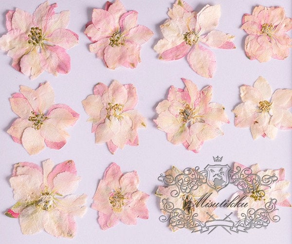 20 PCS/Set (3-3.5cm) Pressed Larkspur Flower Light Pink Pressed Dried Larkspur Flowers Flat Real Preserved Larkspur Flowers Dry flower