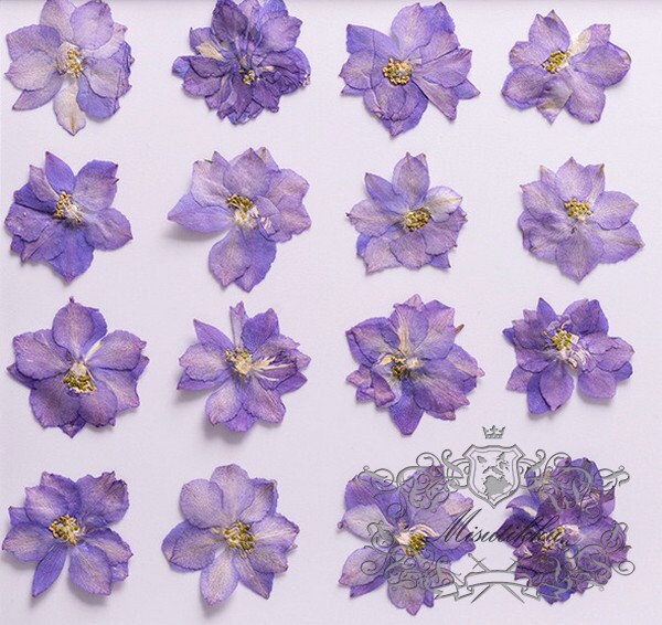 20 PCS Set (2.5-3.5CM) Pressed Flower Light Purple Larkspur Preserved Dried Purple Flowers Natural Real Larkspur Dry Flat Purple Flowers