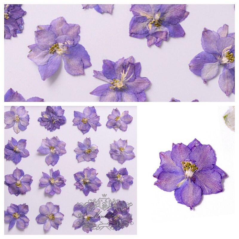 20 PCS Set (2.5-3.5CM) Pressed Flower Light Purple Larkspur Preserved Dried Purple Flowers Natural Real Larkspur Dry Flat Purple Flowers