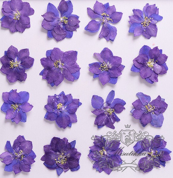 20 PCS Set (2 Sizes) Pressed Flower Purple Larkspur Preserved Dry Flat Purple Flowers Real Indigo Larkspur Dried Purple Flowers (2.5-4CM)