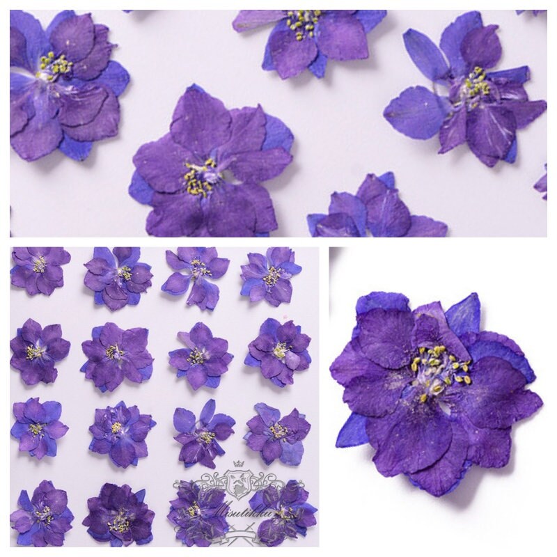 20 PCS Set (2 Sizes) Pressed Flower Purple Larkspur Preserved Dry Flat Purple Flowers Real Indigo Larkspur Dried Purple Flowers (2.5-4CM)