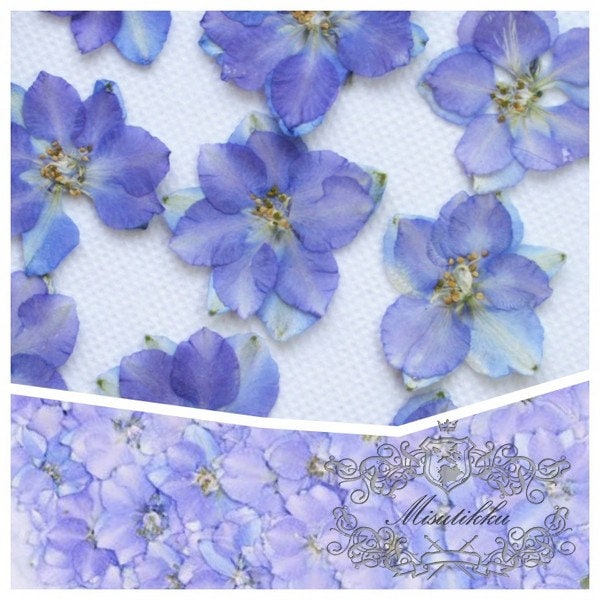 20 Pcs/Set (2.5-3.5CM) Dried Pressed Blue Purple Larkspur Flower Natural Presesed Real Blue Larkspur Dry Flat Preservation Dried Flowers