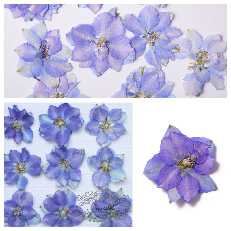 20 Pcs/Set (2.5-3.5CM) Dried Pressed Blue Purple Larkspur Flower Natural Presesed Real Blue Larkspur Dry Flat Preservation Dried Flowers