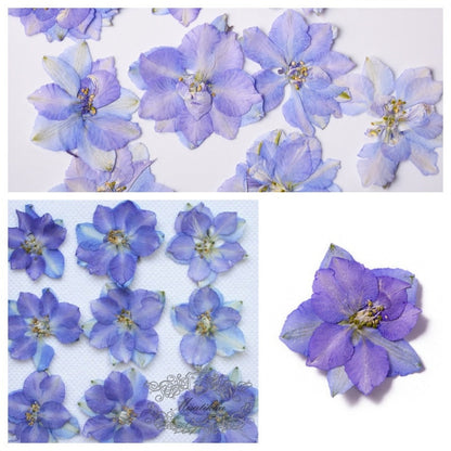 20 Pcs/Set (2.5-3.5CM) Dried Pressed Blue Purple Larkspur Flower Natural Presesed Real Blue Larkspur Dry Flat Preservation Dried Flowers