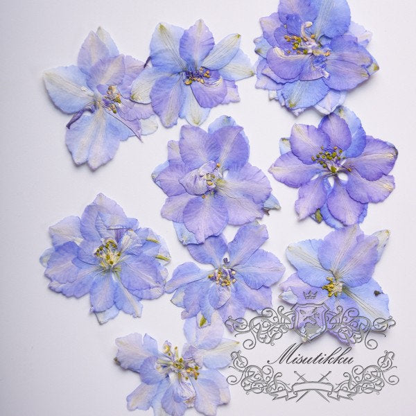 20 Pcs/Set (2.5-3.5CM) Dried Pressed Blue Purple Larkspur Flower Natural Presesed Real Blue Larkspur Dry Flat Preservation Dried Flowers