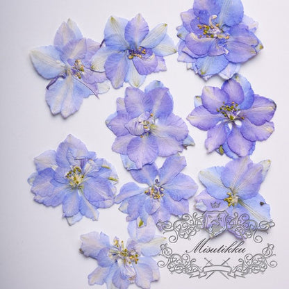 20 Pcs/Set (2.5-3.5CM) Dried Pressed Blue Purple Larkspur Flower Natural Presesed Real Blue Larkspur Dry Flat Preservation Dried Flowers